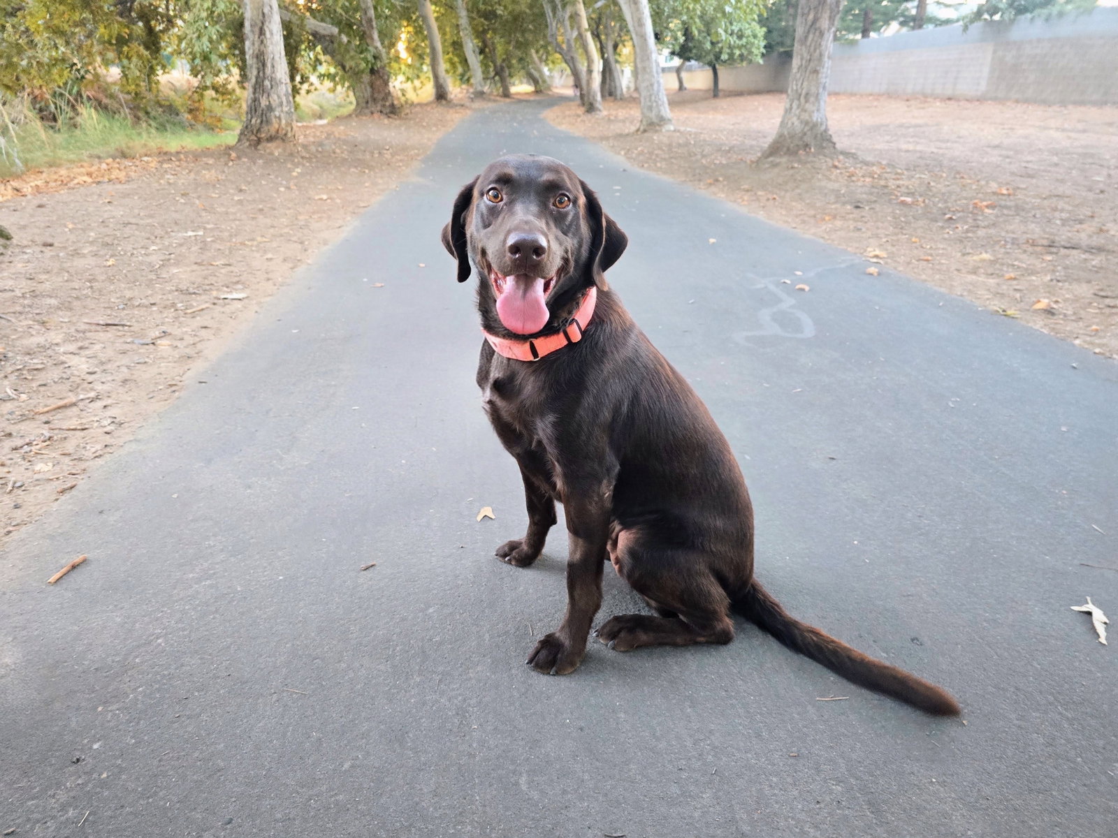 Nike, Labrador Retriever