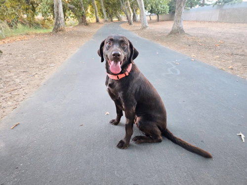 Nike, a dog for adoption from Labrador Retriever Rescue of Fresno
