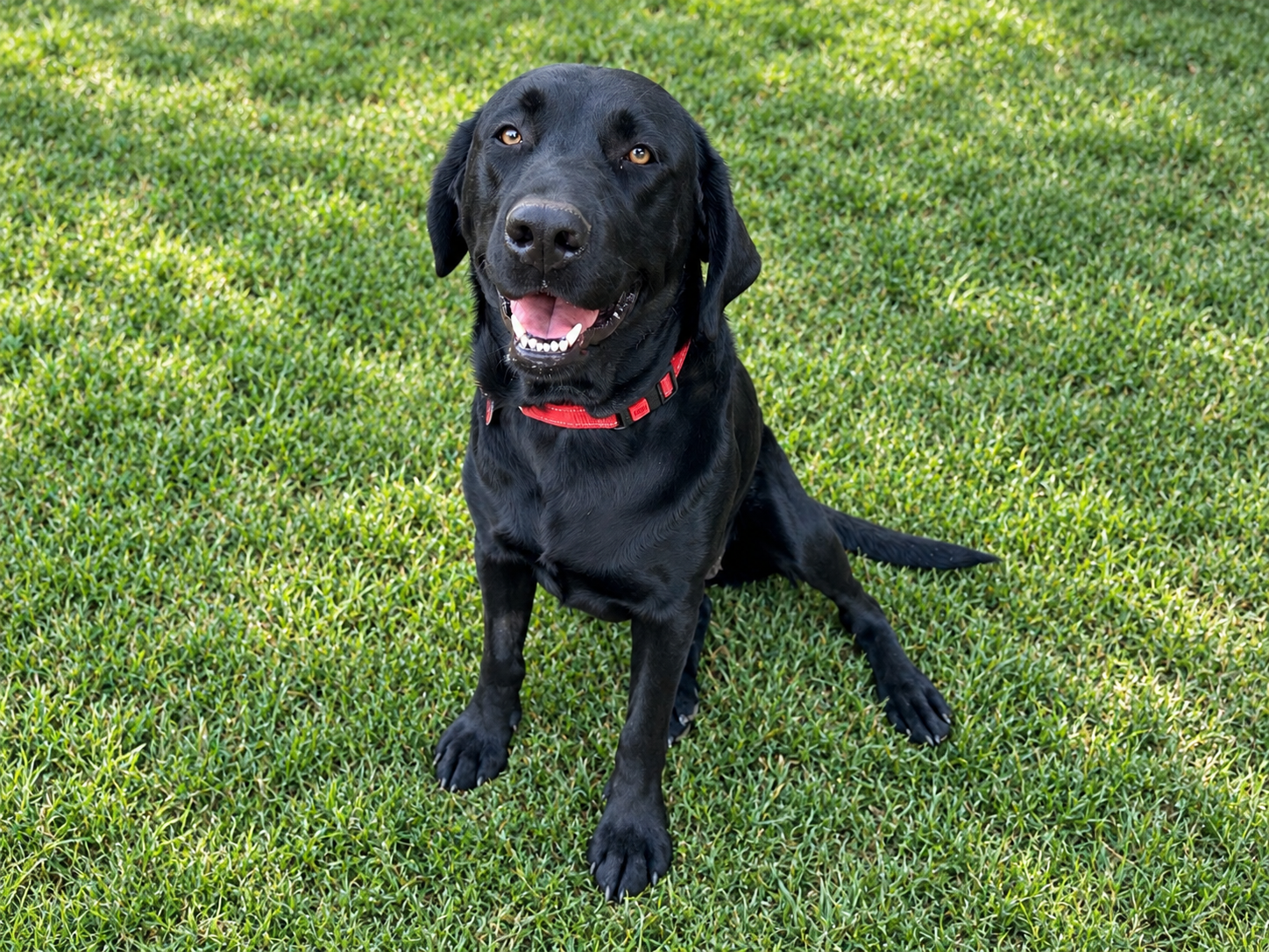 Cinderella, Labrador Retriever