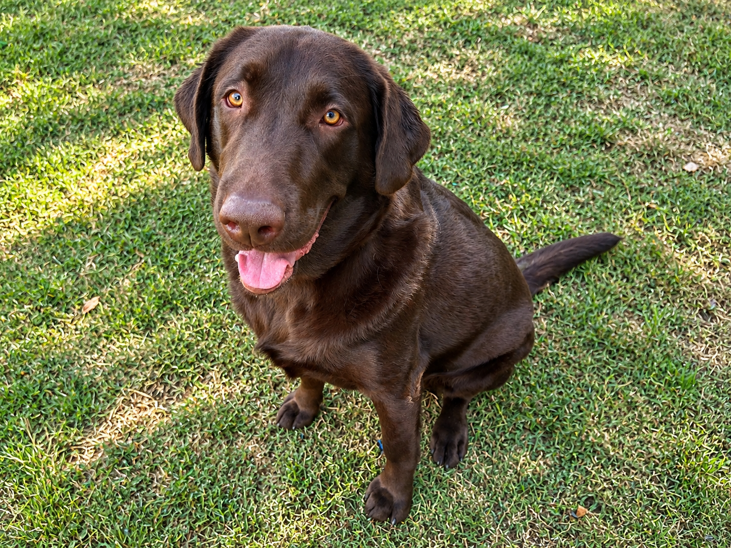 Tucker, Labrador Retriever