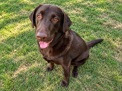 Tucker, a dog for adoption from Labrador Retriever Rescue of Fresno