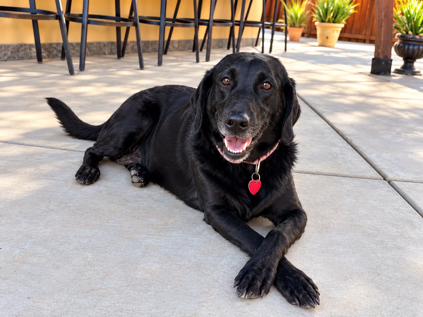 Gabby - Labrador Retriever