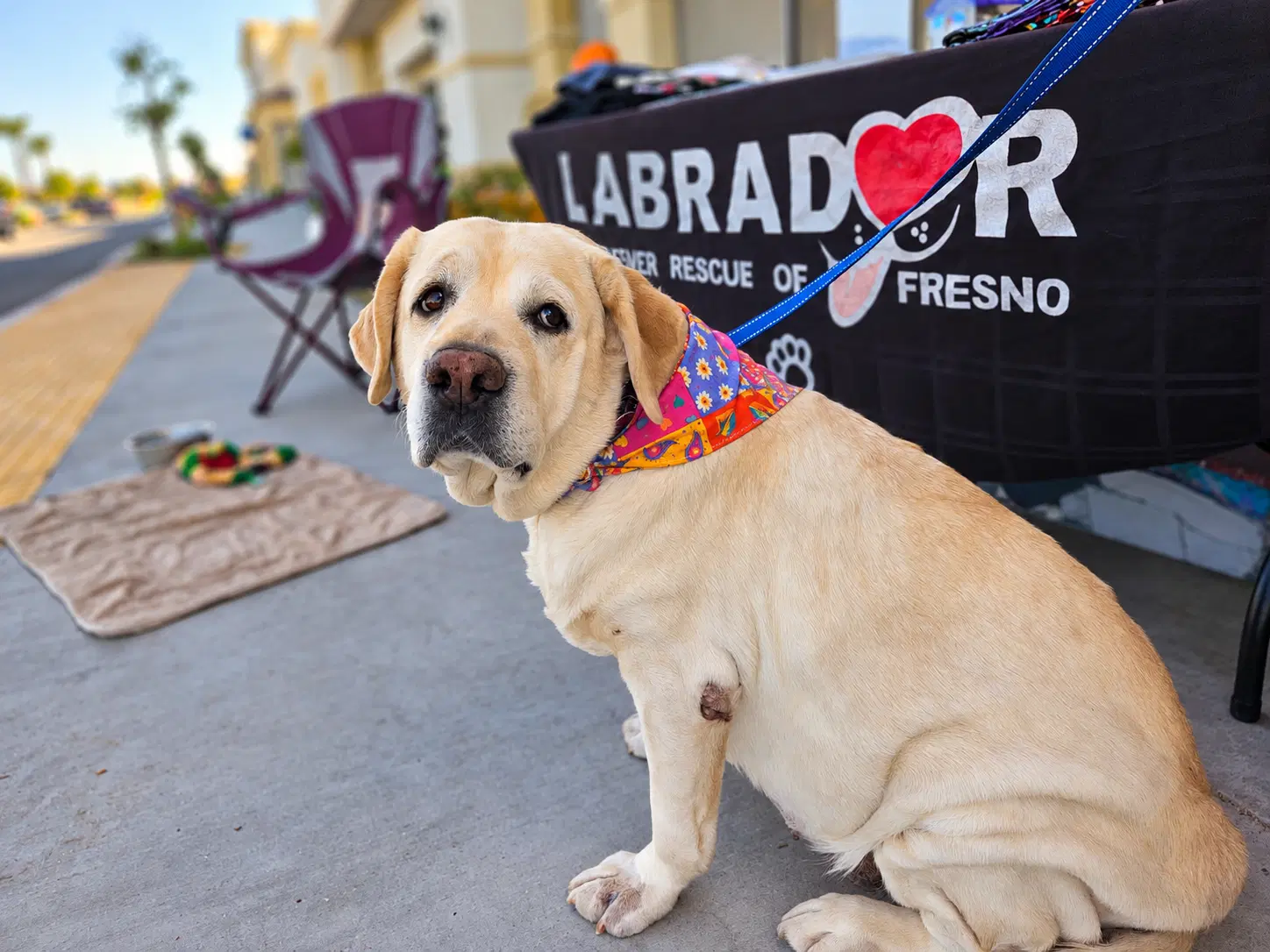 Maribel - Labrador Retriever