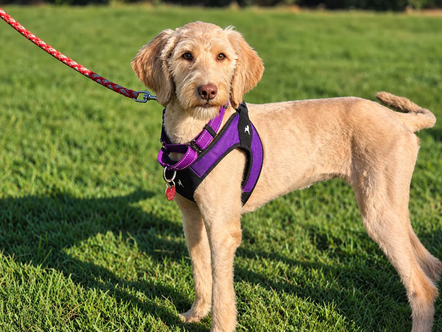 Missy - Labrador Retriever