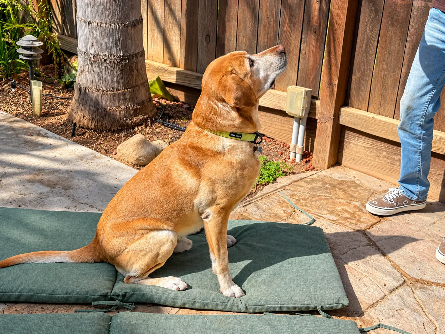 Ruger image 2