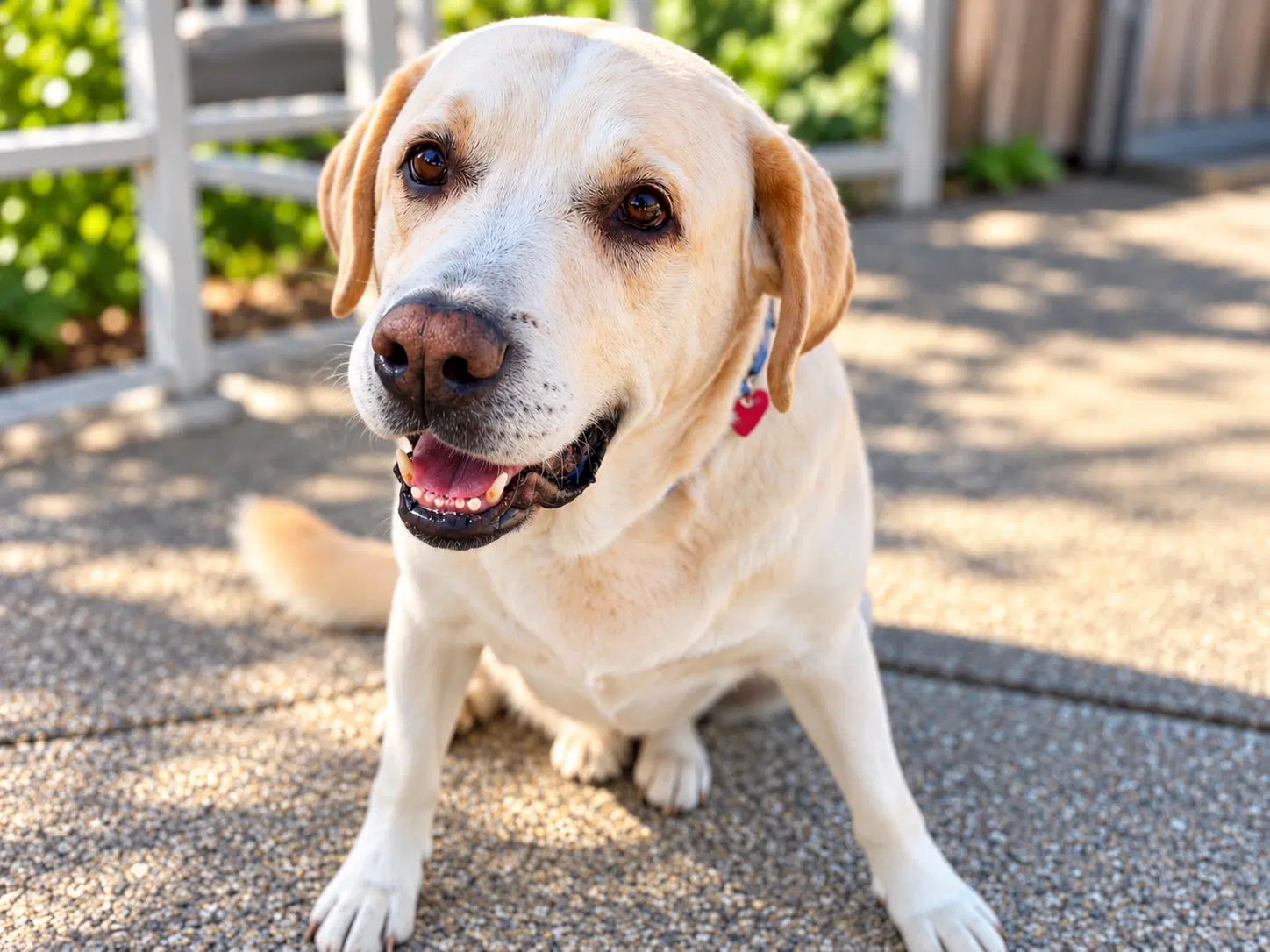 Harley - Labrador Retriever