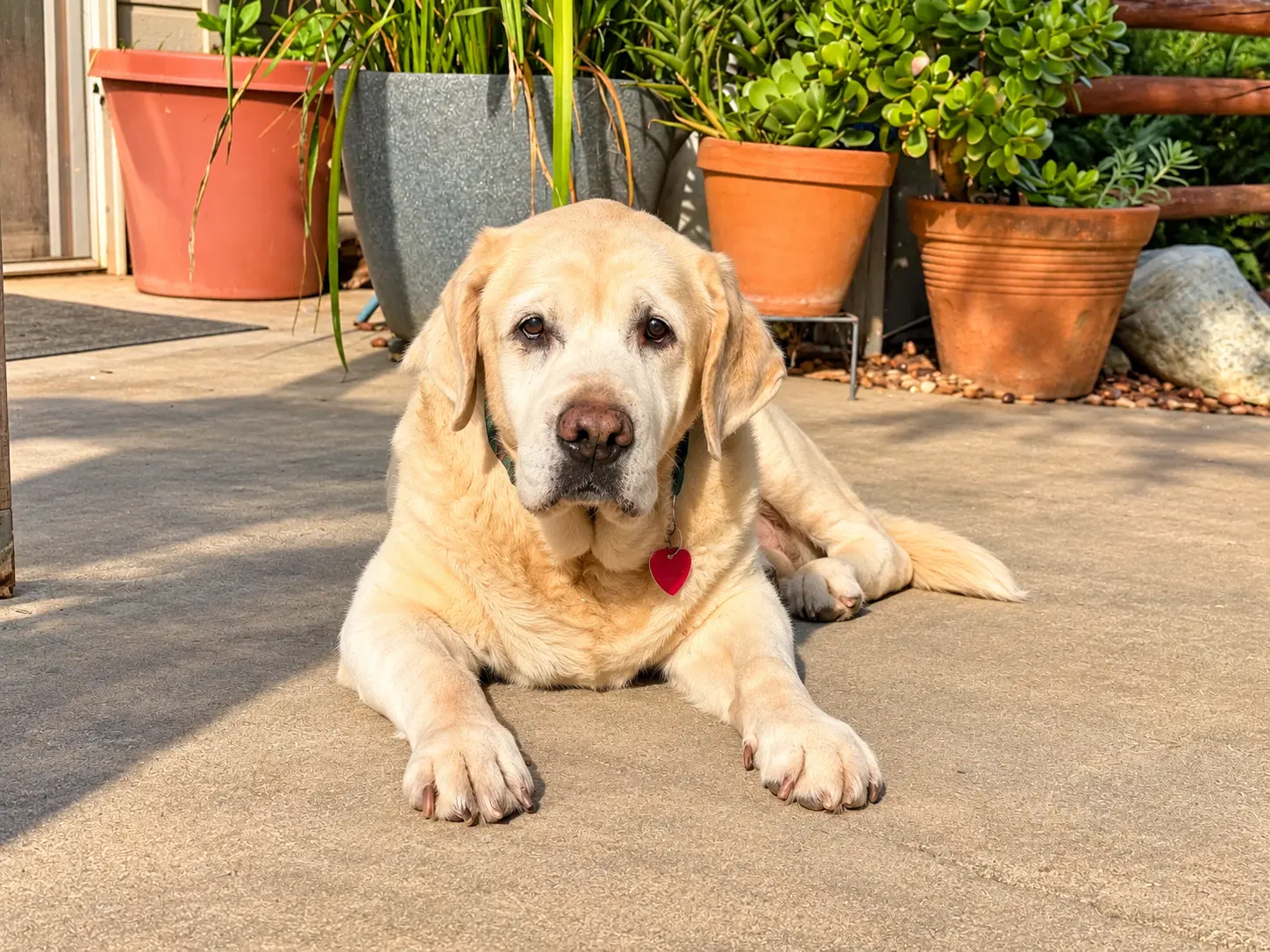 Cameo - Labrador Retriever