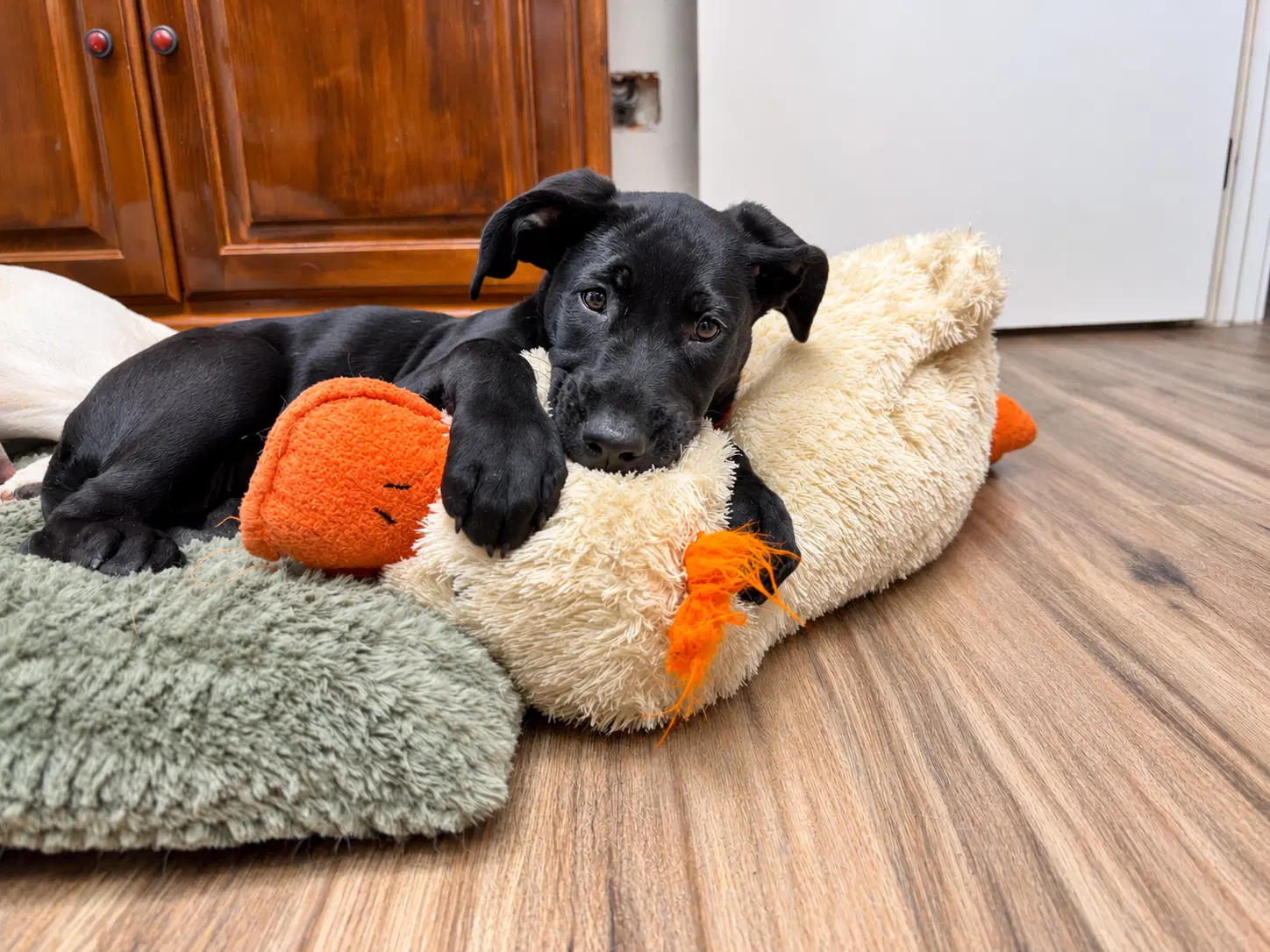 Peanut image 2
