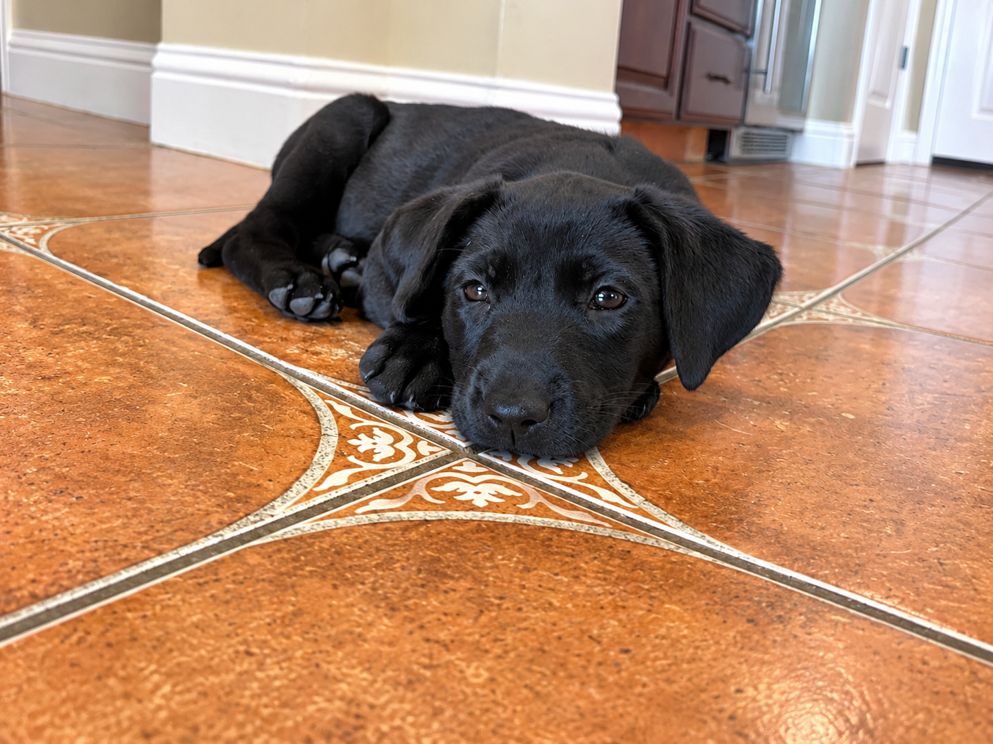 Peanut, photo 3
