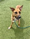 adoptable Dog in pasadena, TX named DANIKA