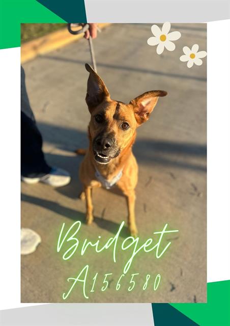 picture of the dog needing adoption