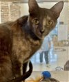 adoptable Cat in pasadena, TX named NOVA