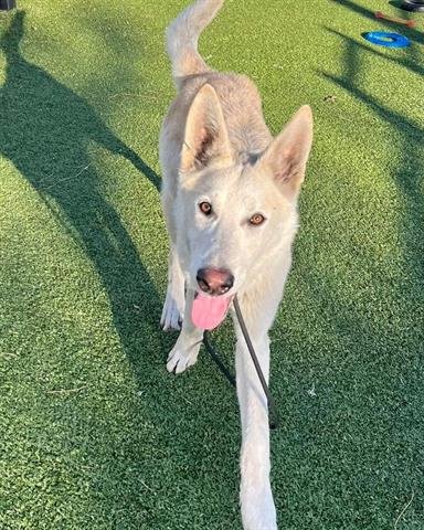 adoptable Dog in Pasadena, TX named WINTER