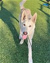 adoptable Dog in pasadena, TX named WINTER