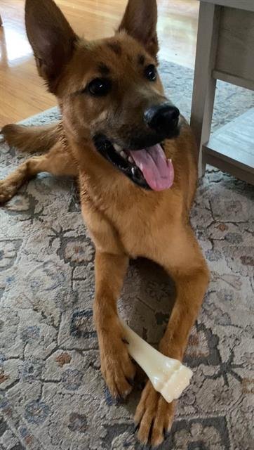 adoptable Dog in Pasadena, TX named ELF