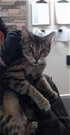 adoptable Cat in pasadena, TX named LAUREN