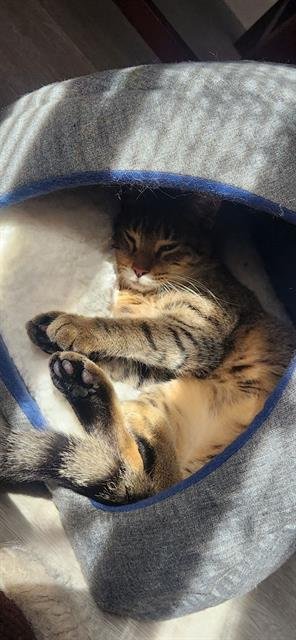 adoptable Cat in Pasadena, TX named MIMI