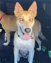 adoptable Dog in pasadena, TX named SKY