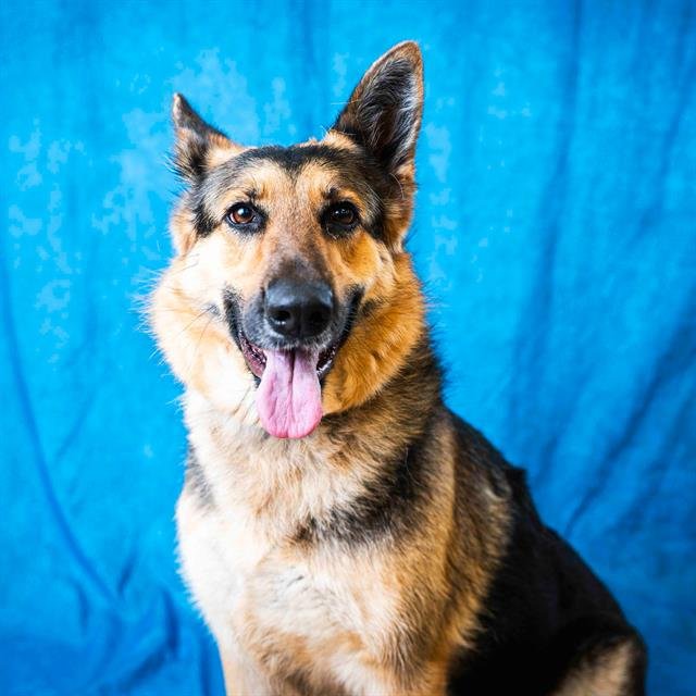 adoptable Dog in Pasadena, TX named ZELDA
