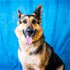 adoptable Dog in pasadena, TX named ZELDA