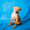 adoptable Dog in pasadena, TX named COREY