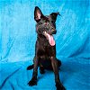adoptable Dog in pasadena, TX named ZIGGY