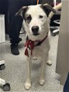 adoptable Dog in pasadena, TX named COTTON CANDY