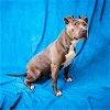 adoptable Dog in pasadena, TX named MISS POTATO HEAD