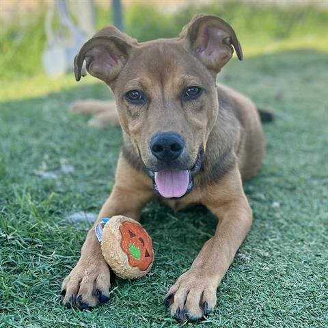 adoptable Dog in Pasadena, TX named COOPER