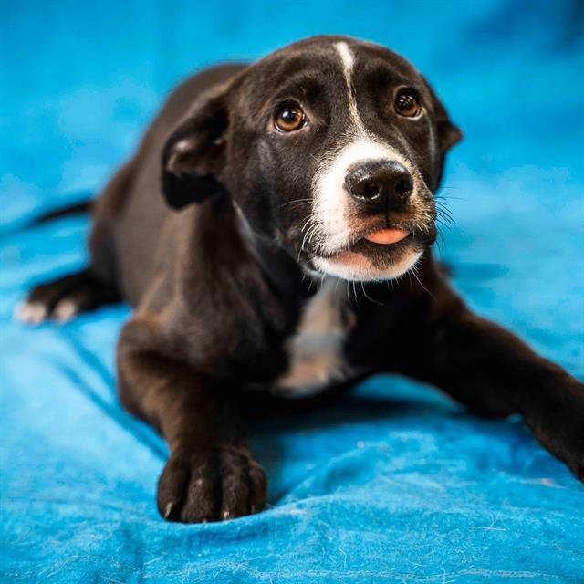 adoptable Dog in Pasadena, TX named HERSHEY