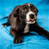 adoptable Dog in pasadena, TX named HERSHEY
