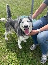 adoptable Dog in pasadena, TX named LOBA