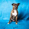 adoptable Dog in pasadena, TX named PETER PAW-KER