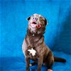 adoptable Dog in pasadena, TX named JOSIE