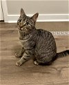 adoptable Cat in pasadena, TX named CLEO