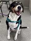 adoptable Dog in pasadena, TX named SADIE