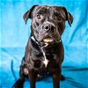 adoptable Dog in pasadena, TX named JOEY