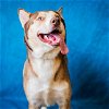 adoptable Dog in pasadena, TX named WINSTON
