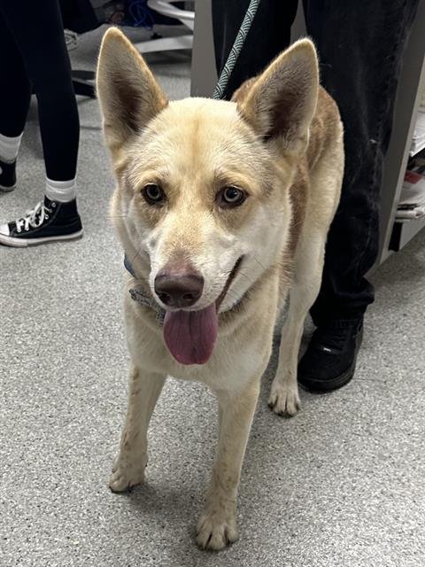 adoptable Dog in Pasadena, TX named SHAWN
