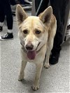 adoptable Dog in pasadena, TX named SHAWN