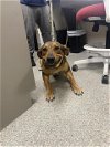 adoptable Dog in pasadena, TX named VIOLETA