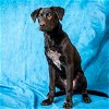 adoptable Dog in pasadena, TX named NEMO