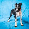 adoptable Dog in pasadena, TX named CREAM