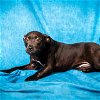adoptable Dog in pasadena, TX named VIOLET