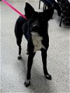 adoptable Dog in pasadena, TX named ANGIE