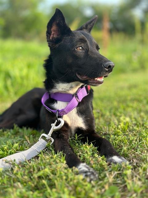 adoptable Dog in Pasadena, TX named ANGIE