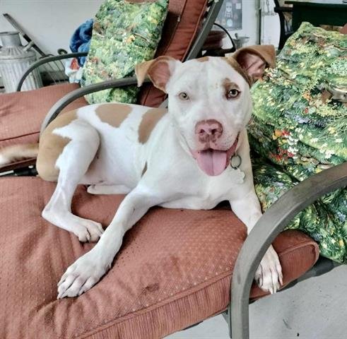 adoptable Dog in Pasadena, TX named HEINZ