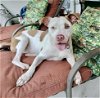 adoptable Dog in pasadena, TX named HEINZ
