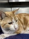 adoptable Cat in pasadena, TX named OLIVER