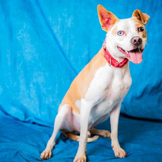 adoptable Dog in Pasadena, TX named DALLAS